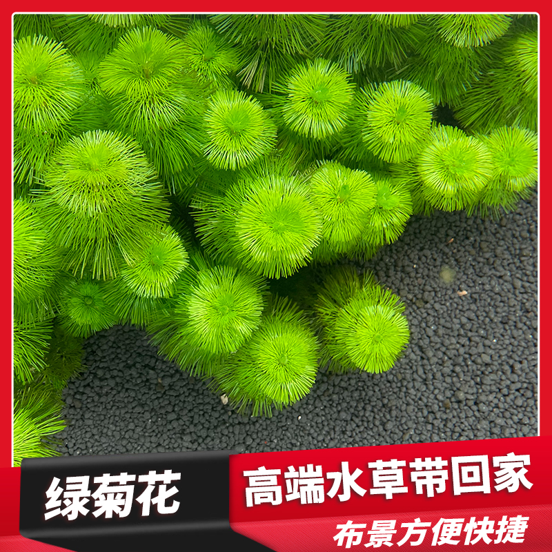 鱼缸造景水草活体淡水植物绿菊花懒人水草无需底沙增氧阴性后景草