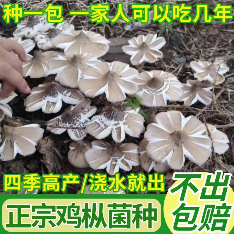 四季可种,喷水就活,反复出菌