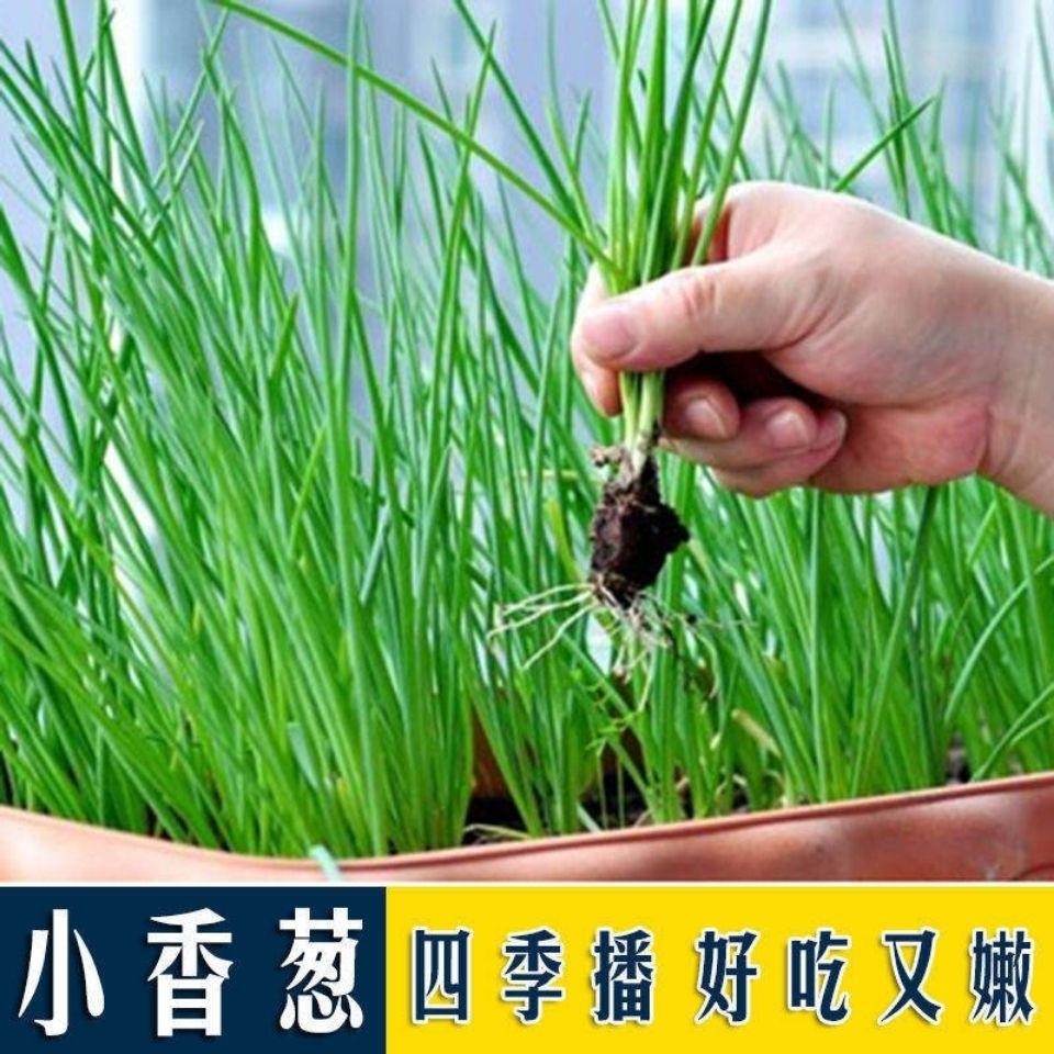 四季小香葱种子高产易种阳台庭院
