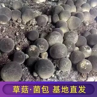 四季可种，喷水就活，反复出菌