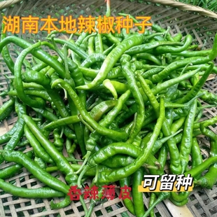 湖南本地线辣椒种子可留种春季早熟高产特辣薄皮青辣好吃椒尖种子