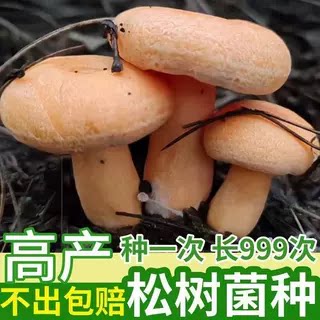 四季可种,喷水就活,反复出菌