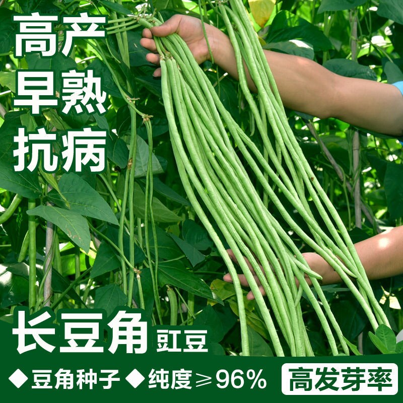 四季播摘不败特长豆角高产压垮架