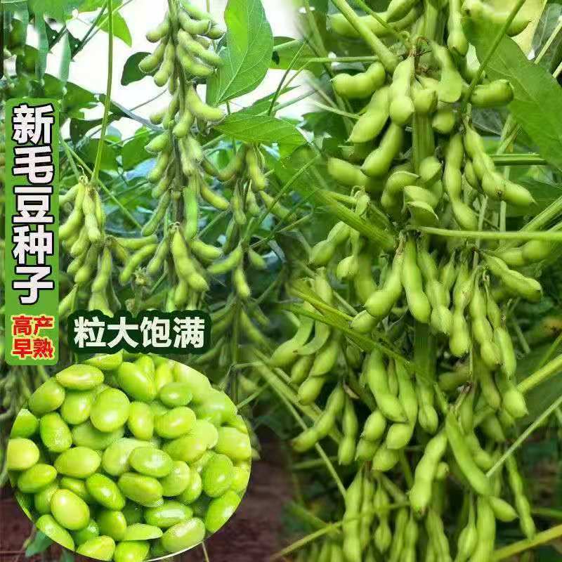 大荚毛豆种子早熟春季