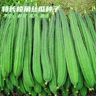 丝瓜种子高产四季大棚特大特长棱丝瓜八棱丝瓜有棱八角蔬菜种籽