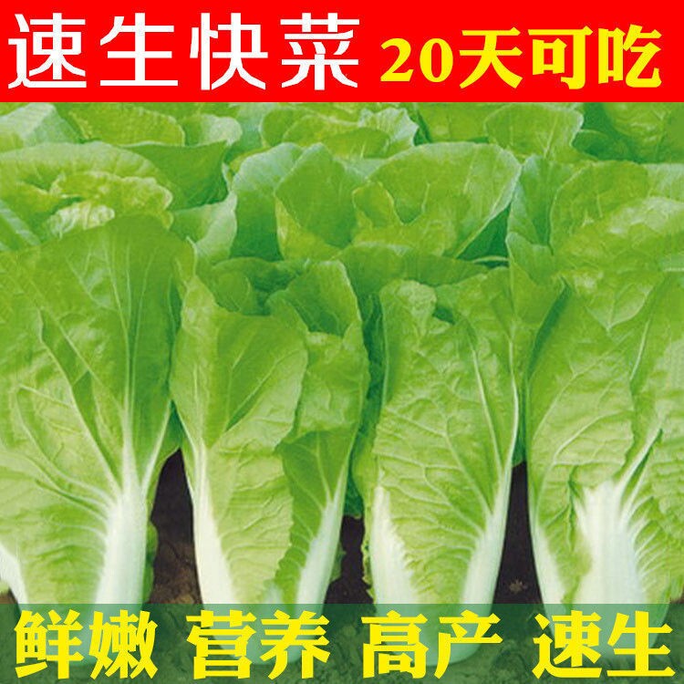 20天速生快菜种子耐热耐湿营养高