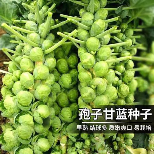 孢子甘蓝种子四季高产耐寒耐热