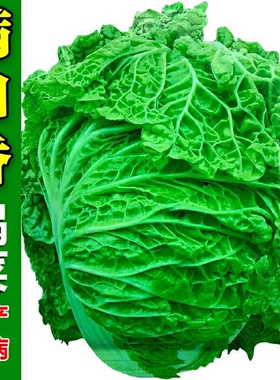 火锅白菜无筋大白菜种籽皱叶麻叶大白菜种子高产抗病四季蔬菜种孑