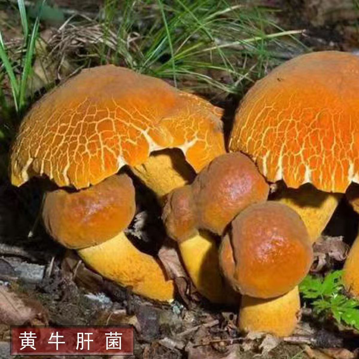 四季阳台可种,喷水就活反复出菌