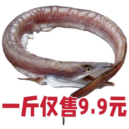 风鳗鱼筒微咸整条渔民自晒鳗鱼鲞鳗鱼干咸鱼海鲜干货舟山特产商用