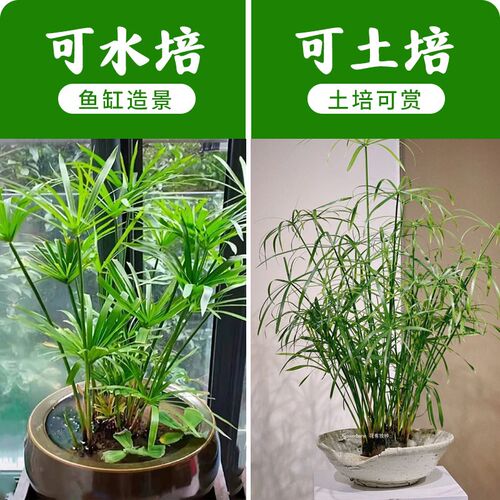 水竹水培植物带根风车草旱伞草鱼池塘造景龟缸水生绿植净化水质