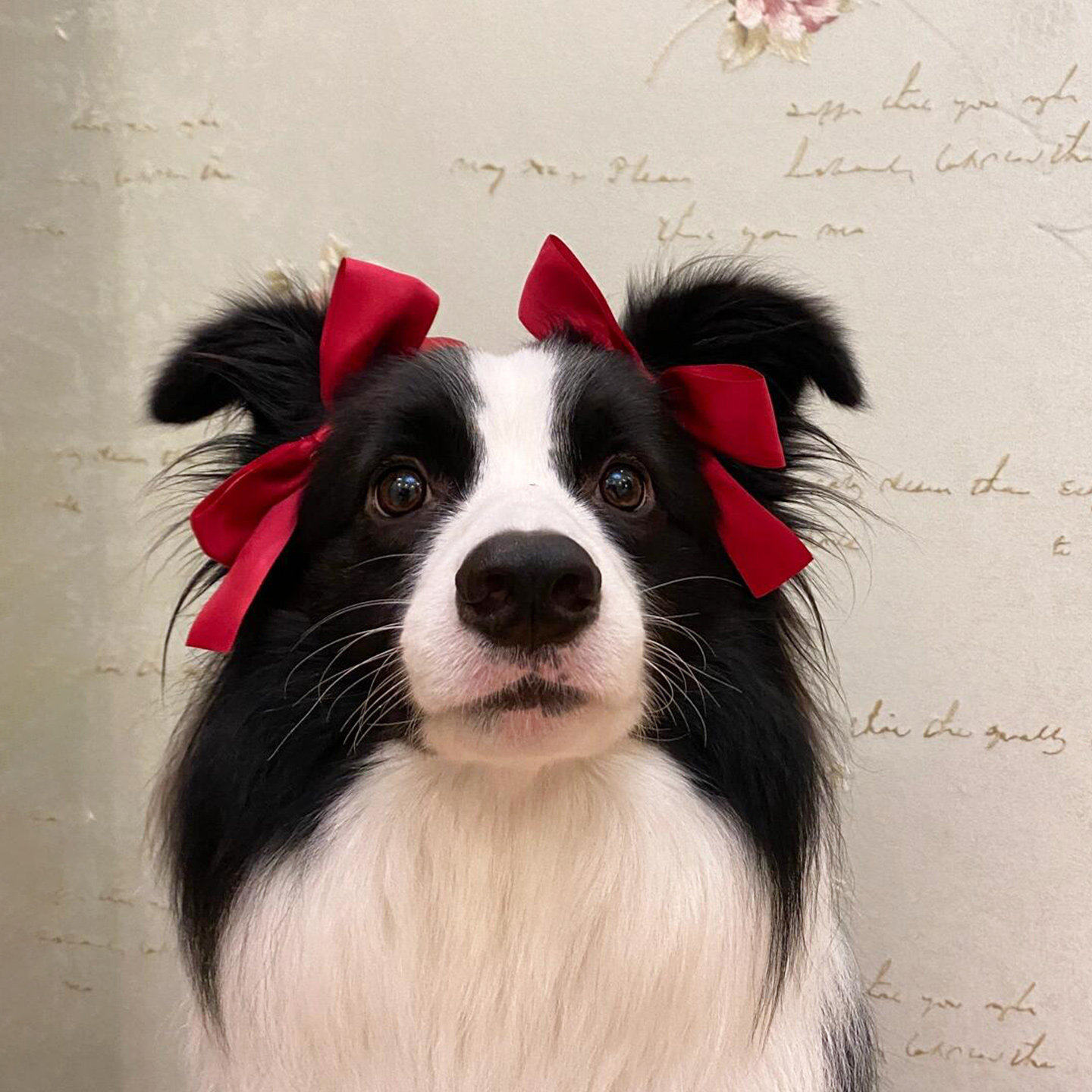蝴蝶结狗狗发夹宠物新年喜庆装饰头饰边境牧羊犬金毛发饰过年拍照