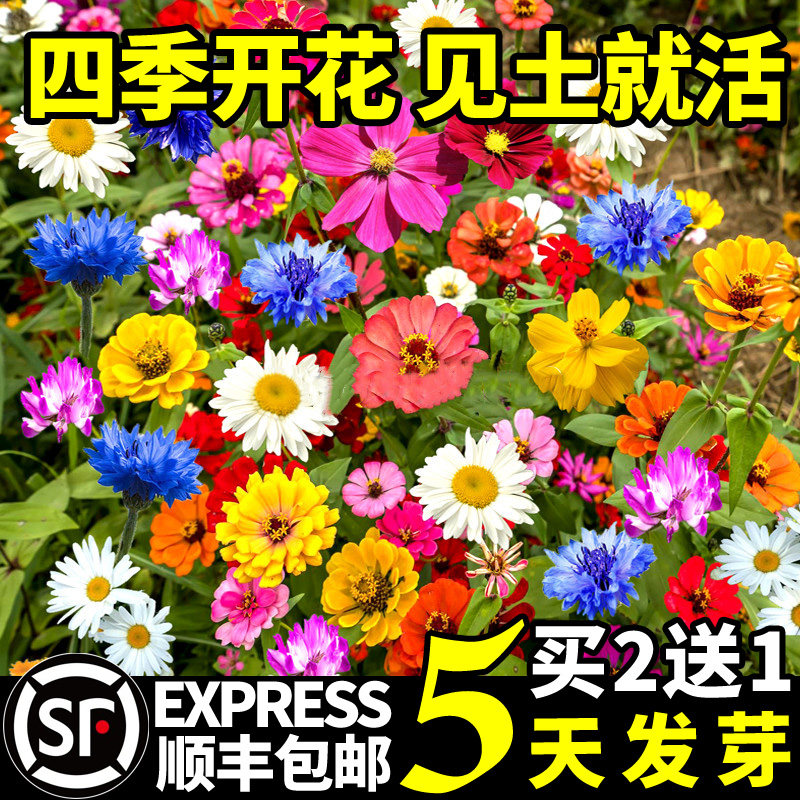 野花组合花种子格桑花种籽子四季播种开花除虫菊向日葵太阳花种孑