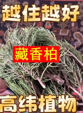 正宗西藏藏香柏枝叶植物香薰料净宅养水晶养文玩天然香柏叶浓香型