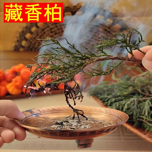 正宗西藏藏香柏枝叶净化空气