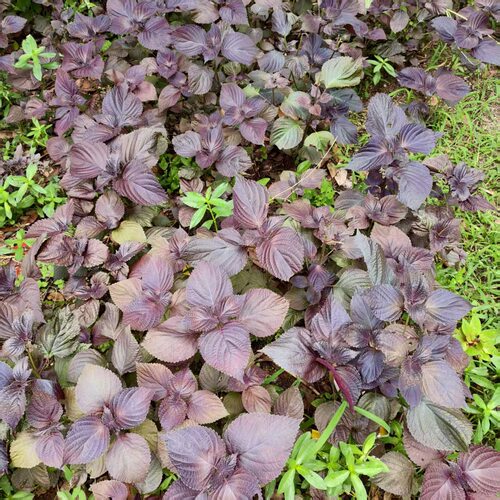 紫苏叶新鲜食用东北特产紫苏叶的