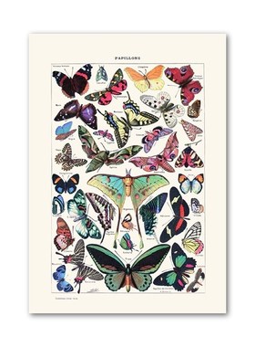 Antique Butterfly Vintage Poster Prints Insect Kind Nature E