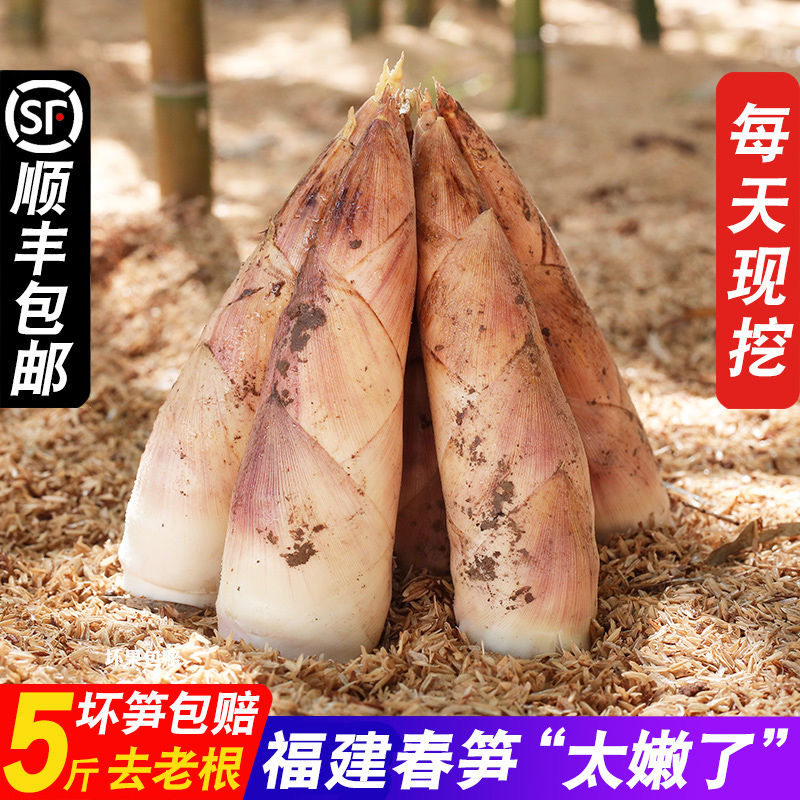 建瓯冬笋新鲜现挖雷竹笋小竹笋麻竹笋雷公笋野生农家嫩芽鲜笋春笋