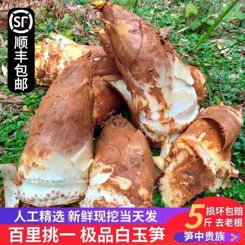 春笋新鲜精选白玉笋建瓯现挖现发