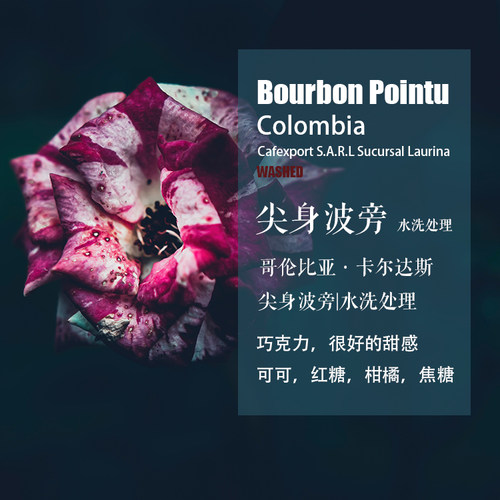 哥伦比亚卡尔达斯尖身波旁咖啡豆