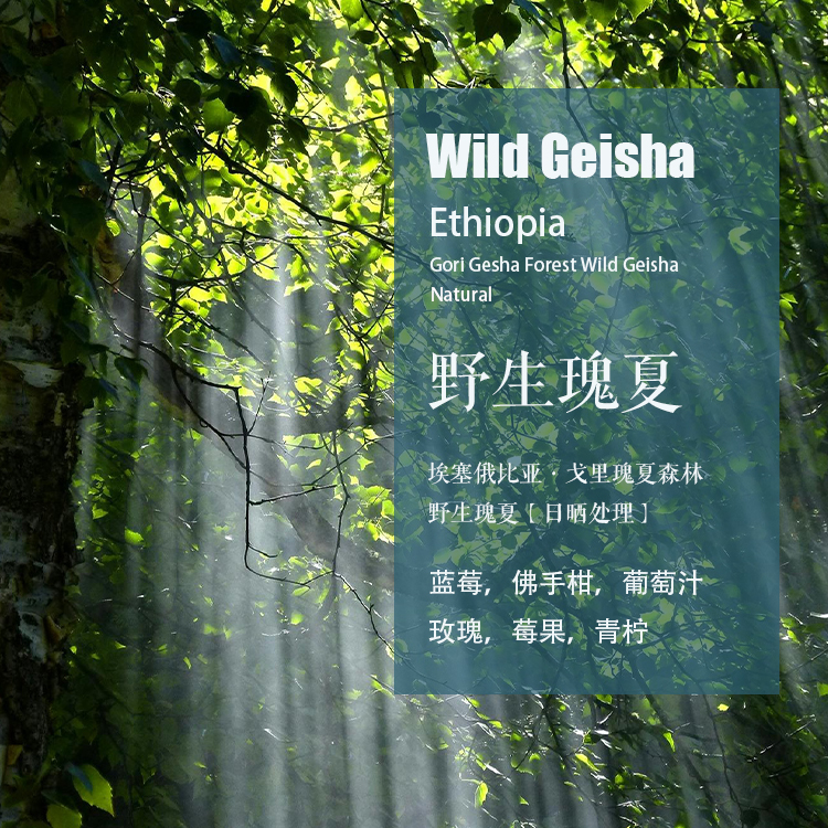 埃塞戈里瑰夏森林野生瑰夏咖啡豆