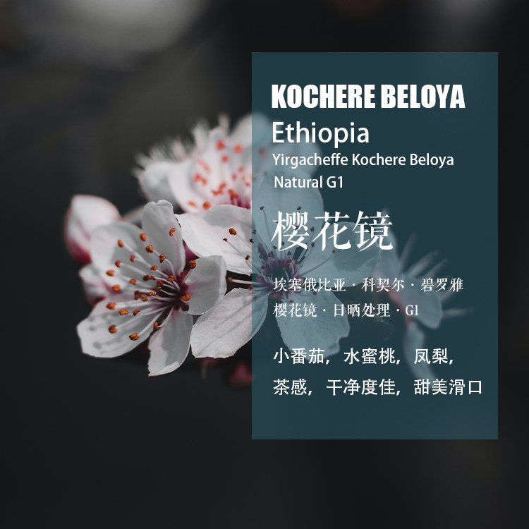 埃塞俄比亚科契尔碧罗雅樱花镜咖啡豆日晒处理G1 手冲单品咖啡