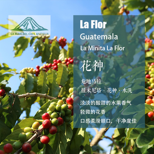 危地马拉 拉米尼塔花神 水洗处理手冲单品咖啡豆中度袋装新鲜烘焙