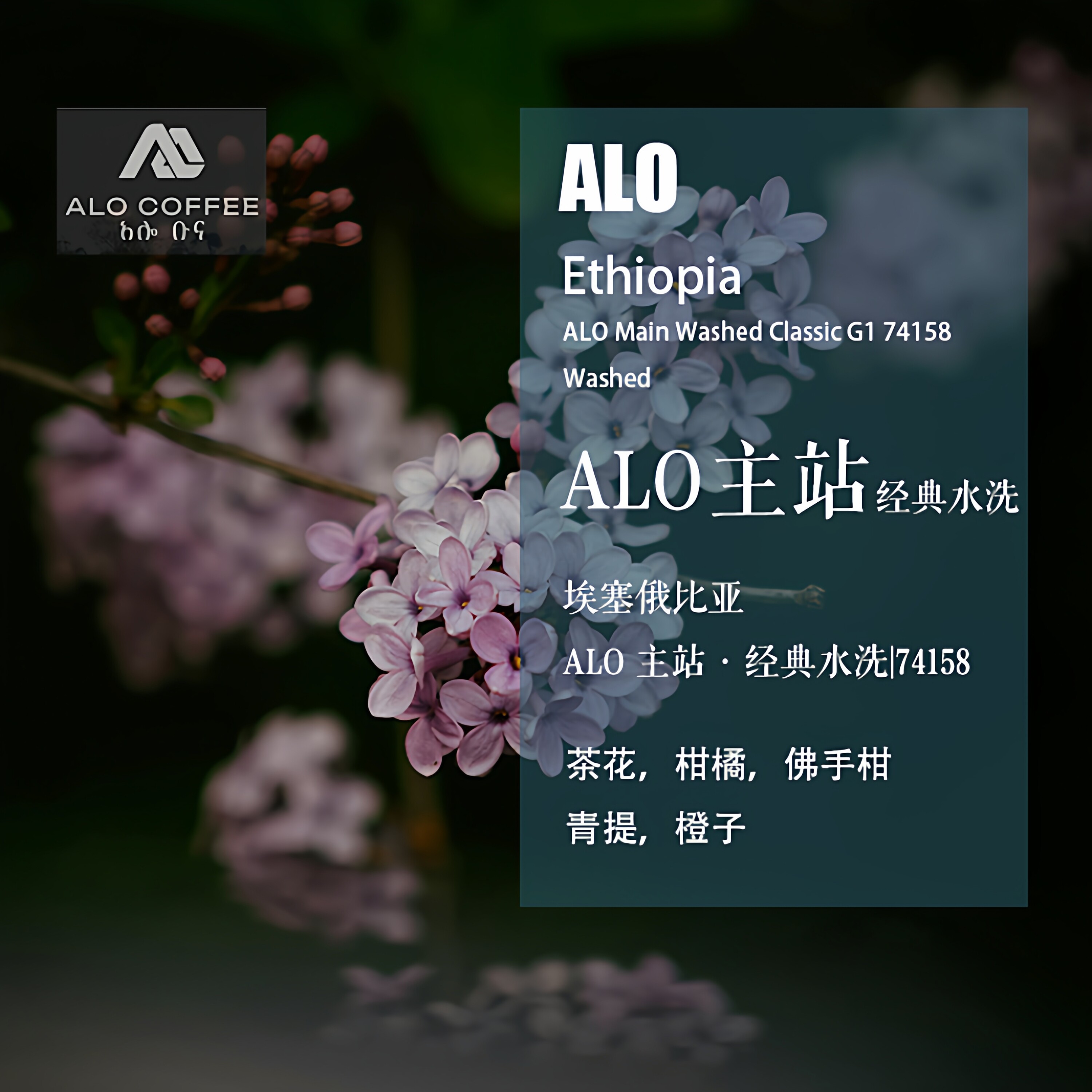 ALO主站水洗处理咖啡豆手冲单品