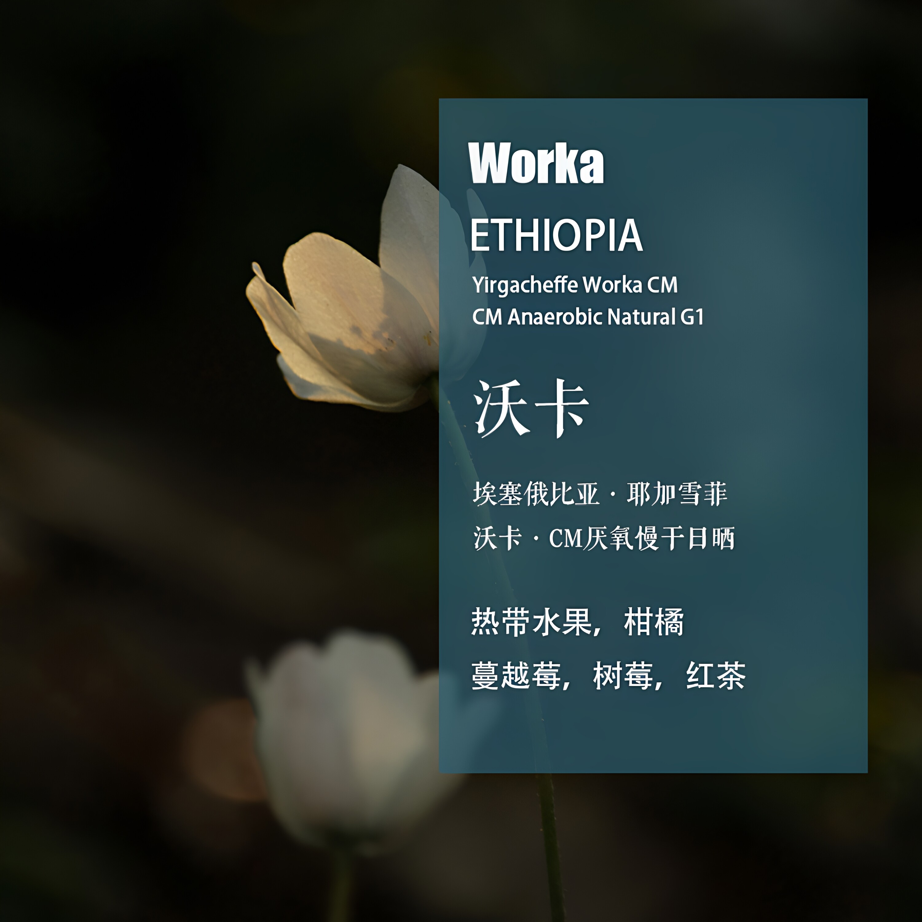 埃塞俄比亚耶加雪菲沃卡Worka咖啡豆CM厌氧慢干日晒处理手冲单品