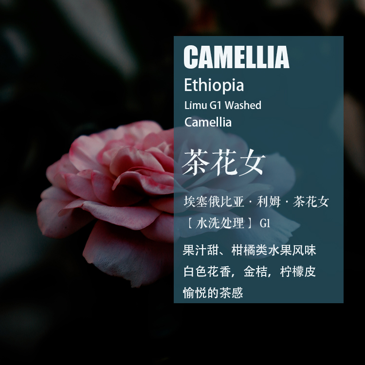 埃塞俄比亚利姆茶花女水洗咖啡豆