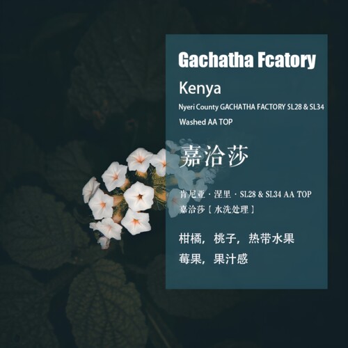 肯尼亚涅里手冲单品嘉洽莎咖啡豆