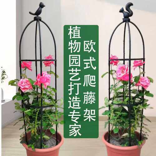 圣诞树昙花专用支架月季爬藤架