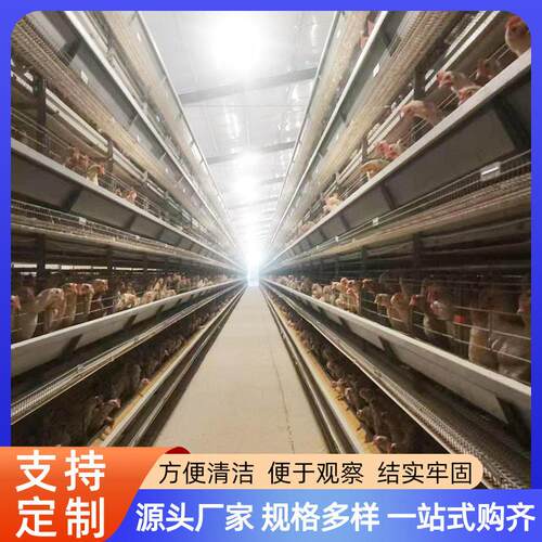 自动化鸡笼育雏笼加粗养殖加密大层叠镀锌丝多层养殖设备畜牧设备