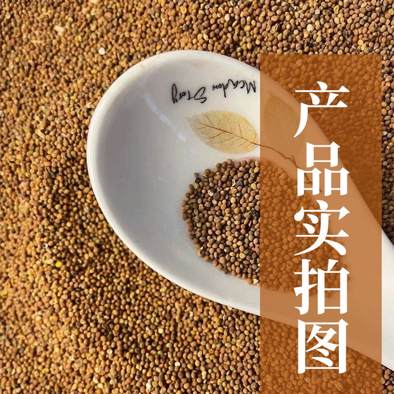 菟丝子内蒙古正宗小菟丝子包邮泡茶泡酒料纯野生新鲜菟丝子药材