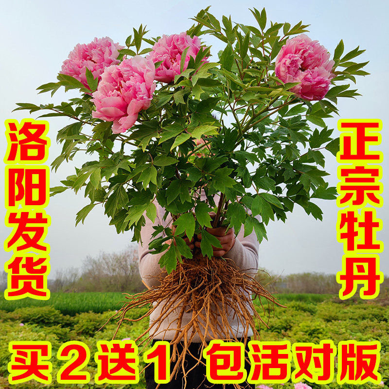牡丹花苗盆栽大苗洛阳正宗带花苞牡丹花种缠枝重瓣花卉牡丹花树苗