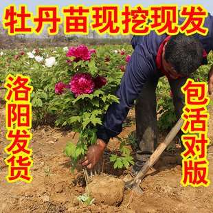 牡丹花苗牡丹花树苗大花牡丹土球洛阳正宗重瓣盆栽老桩带花苞包活