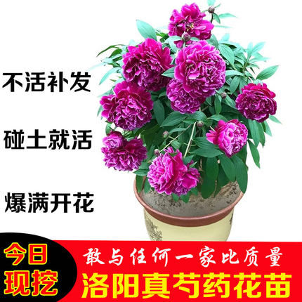 重瓣芍药花苗百合郁金香花种球带芽根块花种籽子盆栽牡丹花苗洛阳