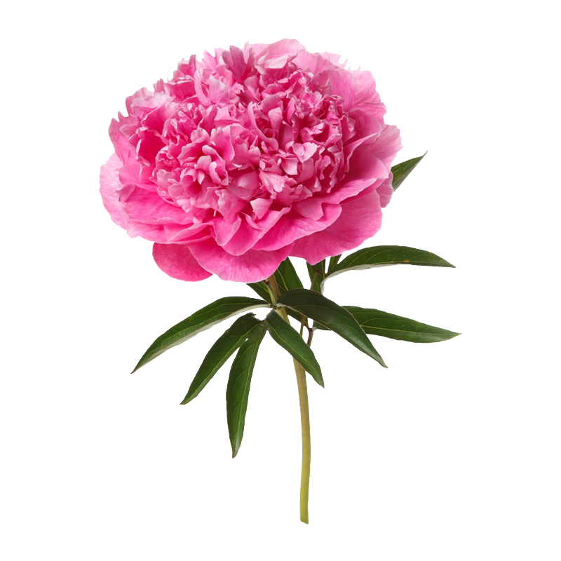 百花炉牡丹洛阳阳台庭院春季