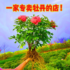 洛阳四季庭院七彩重瓣菏泽盆栽