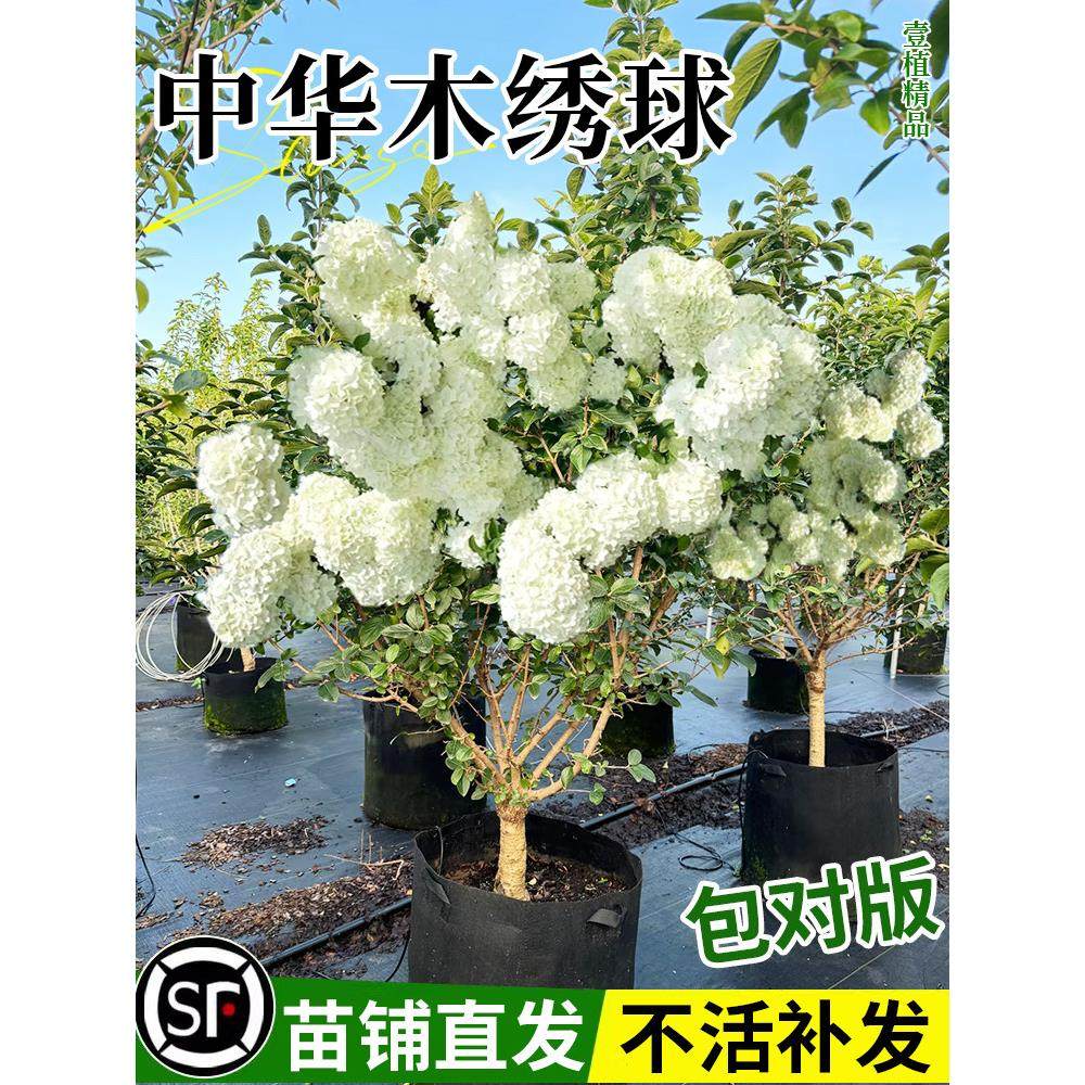 中华木绣球树苗大花斗球老桩别墅庭院地栽盆栽耐寒风景花卉好养活,鲜花速递/花卉仿真/绿植园艺,绣球/木绣球/木本植物,淘宝优惠券,粉丝福利购,淘宝优惠卷