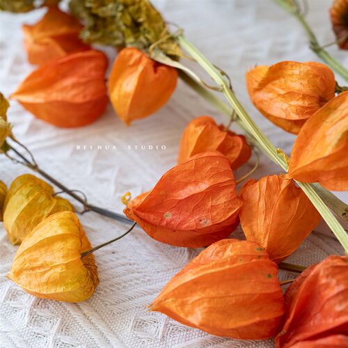 酸浆果干花植物果实插花花材配果酒店软装大堂餐桌花艺摆件灯笼果