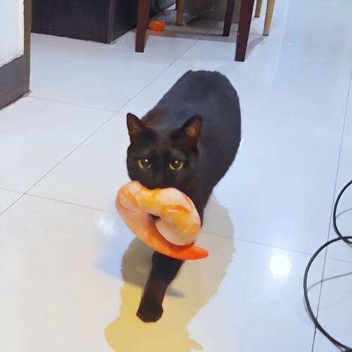 仿真虾仁猫玩具自嗨解闷神器发声耐啃咬抱枕逗猫棒消耗体力磨牙棒