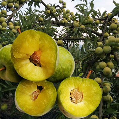 西梅树树苗嫁接蜂糖李子南方北方种植庭院阳台盆栽地栽特大果树苗