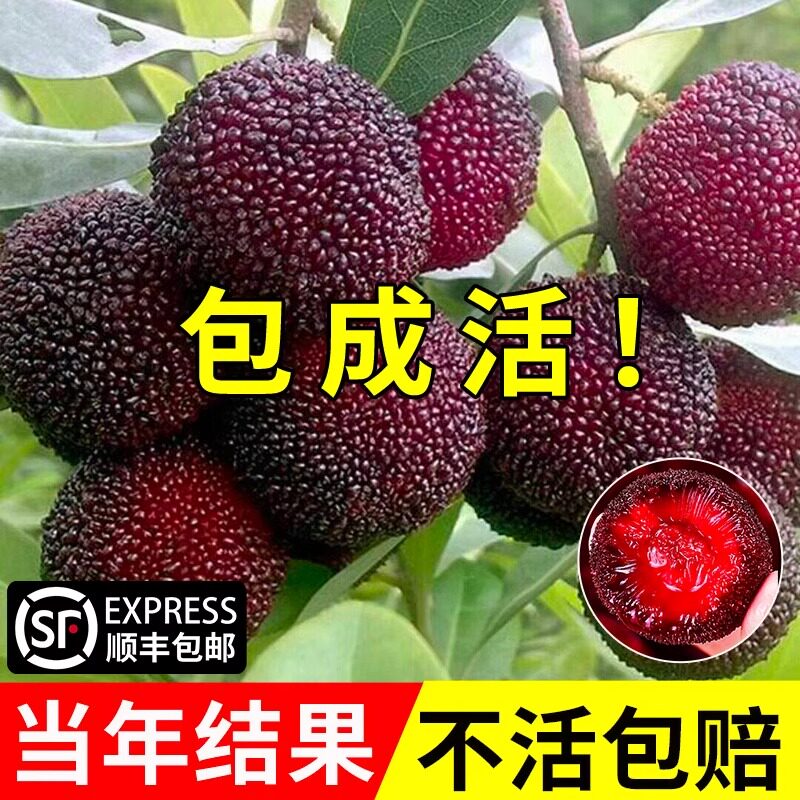 杨梅正宗嫁接东魁杨黑炭梅苗南北方栽特大果苗