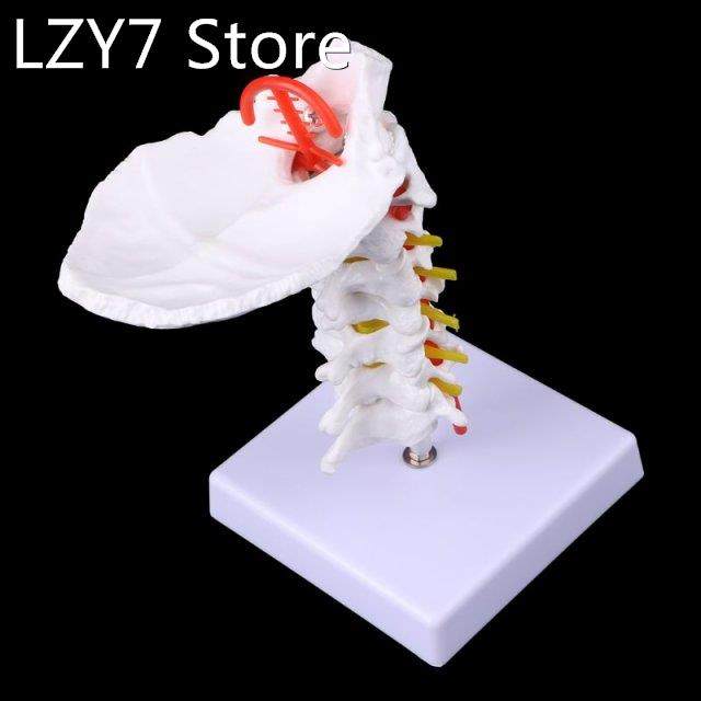cervical vertebra arteria spine spinal nerves anatomical mod