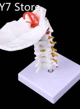 Cervical Vertebra Arteria Spine Spinal Nerves Anatomical Mod