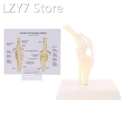 Dog Canine Knee Joint Model Veterinary Teaching Research Ske