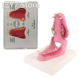 Dog Tooth Anatomy Model Canine Veterinary Animal Skeleton Ve