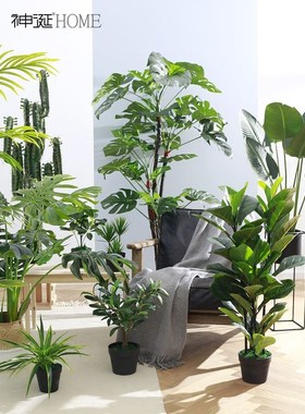 large green plant indoor skybird banana tree Ficus lyrata