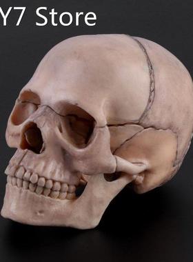 15pcs/set 4D Disassembled Skull Anatomical Model Detachable
